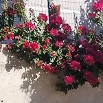 Vila Megi-Rent Room